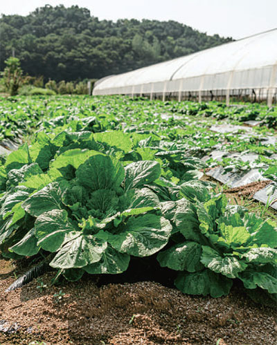 신내보리밥 채소밭
