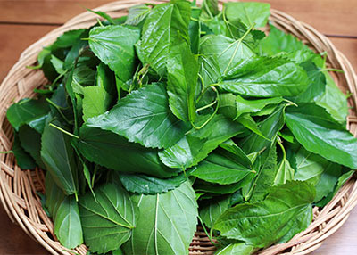 제철식재료 뽕잎