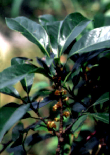 완도 예송리 상록수림 (莞島 禮松里 常綠樹林)