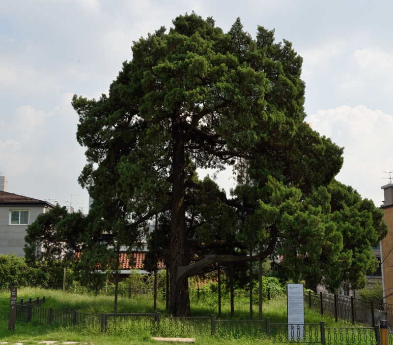 화양동느티나무 (華陽洞느티나무)